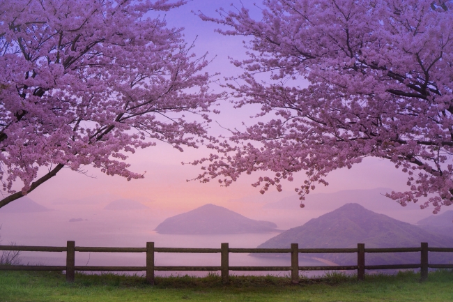 香川縣大推的八大賞櫻名地 還有被渲染成粉紅的瀨戶內海及櫻花絕景也不可錯過 Hyakkei