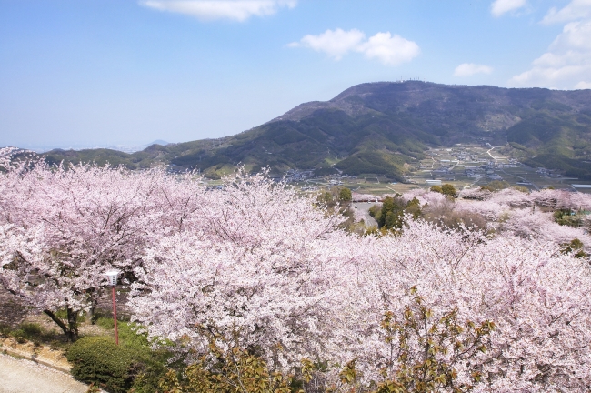 香川縣大推的八大賞櫻名地 還有被渲染成粉紅的瀨戶內海及櫻花絕景也不可錯過 Hyakkei