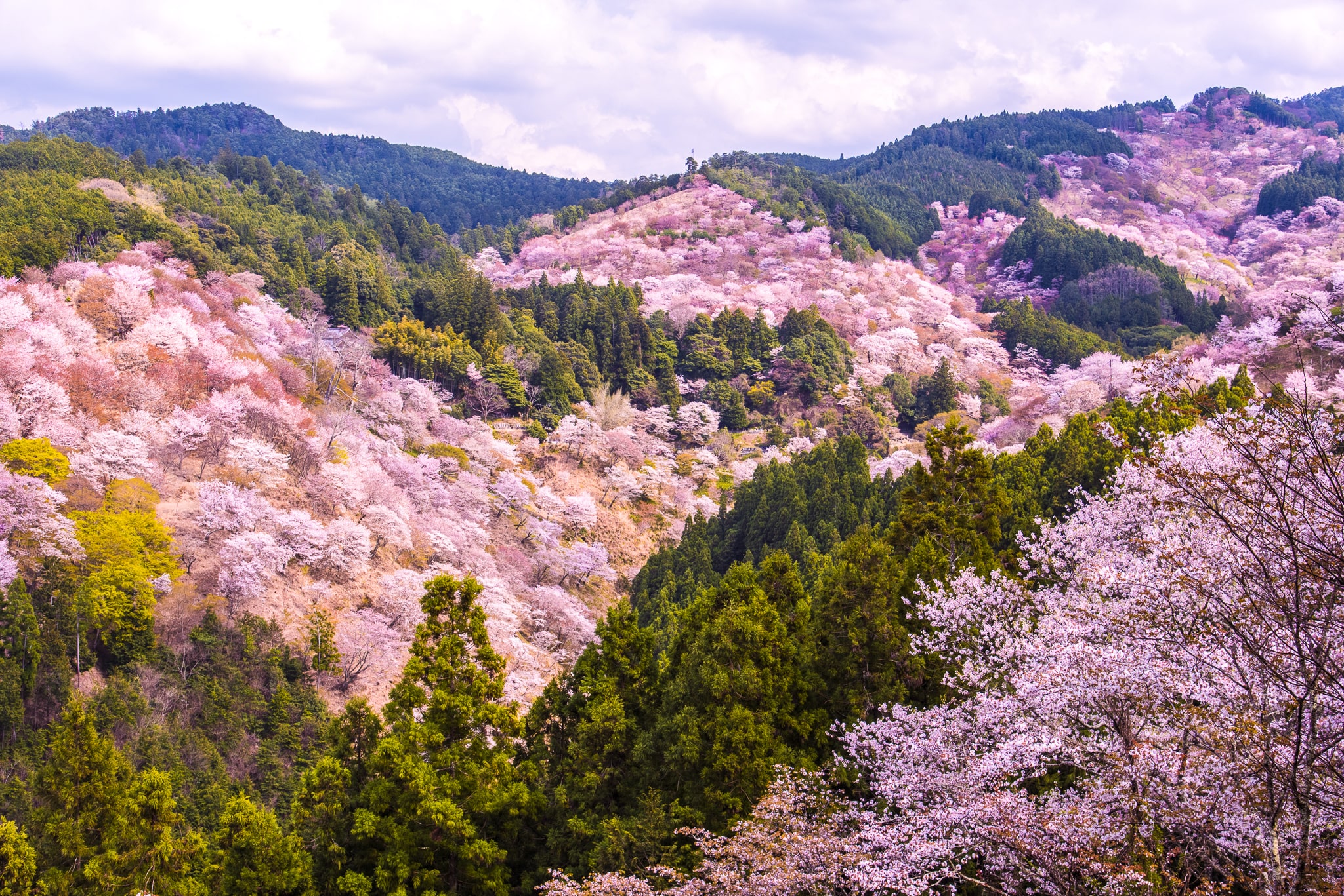 桜 見頃 吉野 【2021最新】吉野山の桜の見頃・開花状況｜ライトアップ情報まとめ