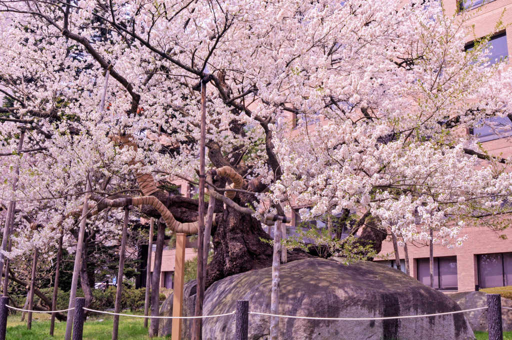 困難を乗り越え咲き誇る、天然記念物「石割桜」/ 盛岡 | HYAKKEI