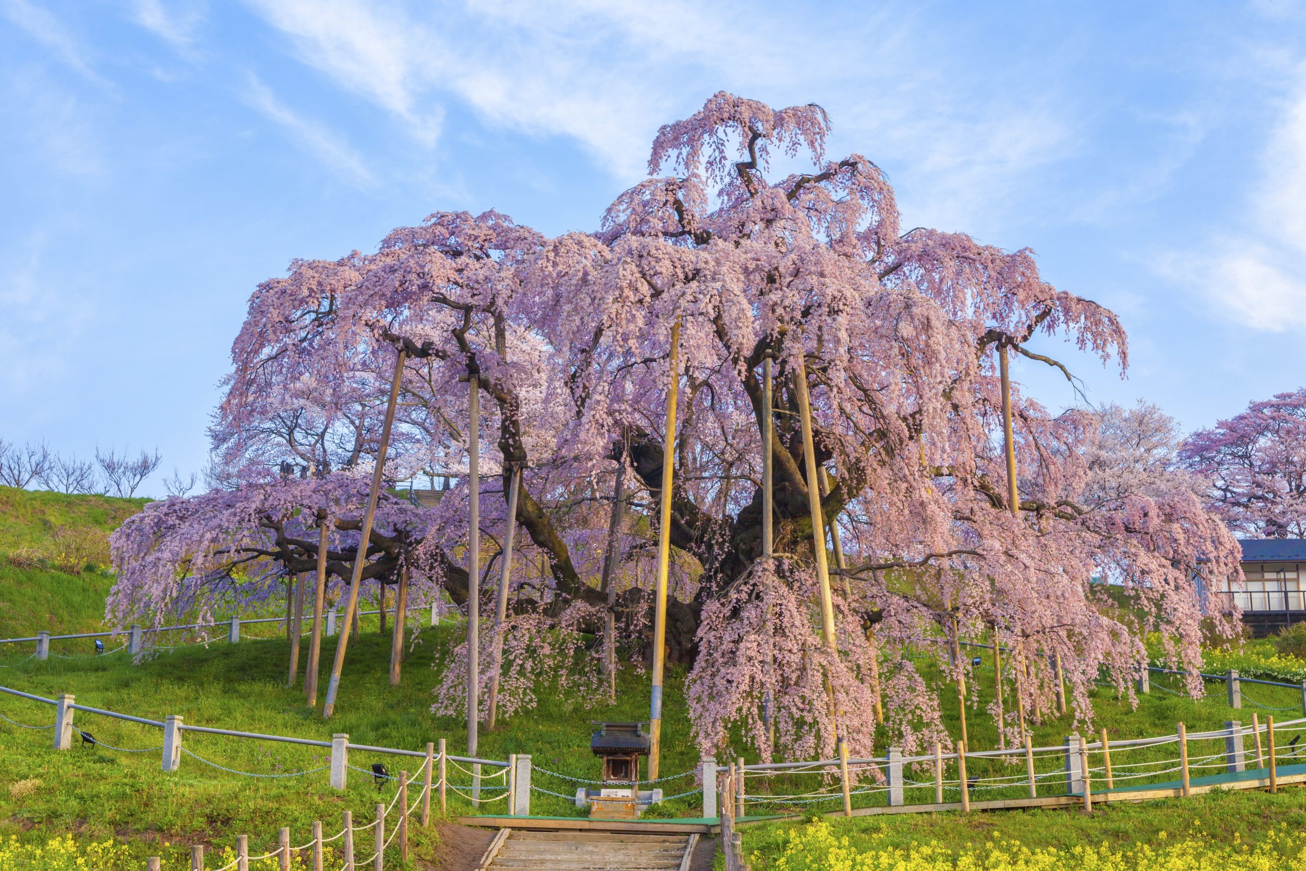 三 春の 滝 桜 開花 状況