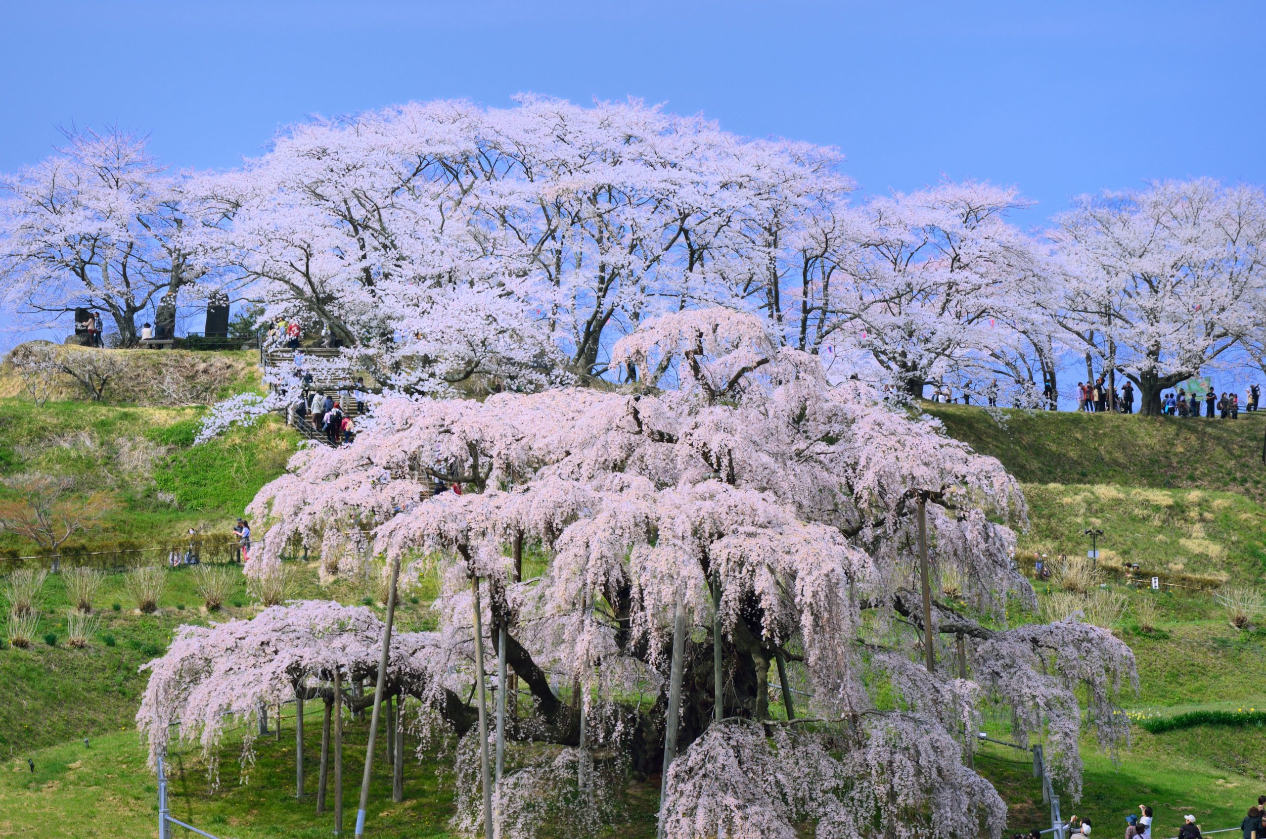 三 春の 滝 桜 開花 状況