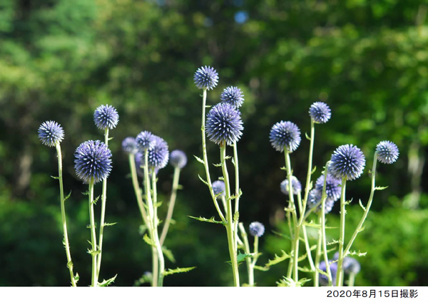六甲高山植物园濒临绝种危机的珍贵花种 糙毛蓝刺头 8月下旬是最佳赏花期 Hyakkei